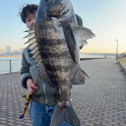 クロダイ