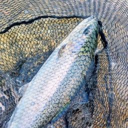 レインボートラウト