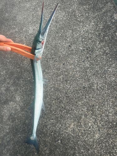 ダツの釣果