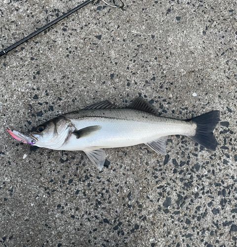 スズキの釣果