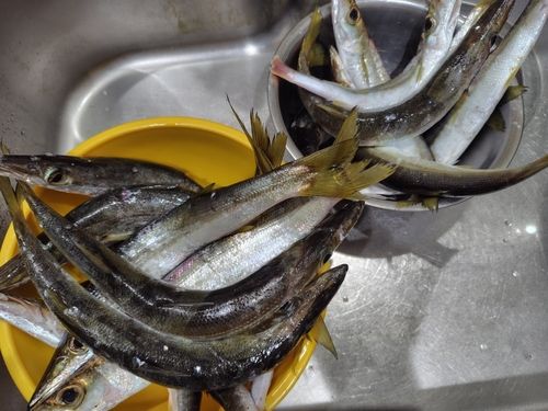 カマスの釣果