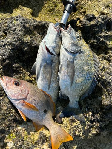 イッテンフエダイの釣果