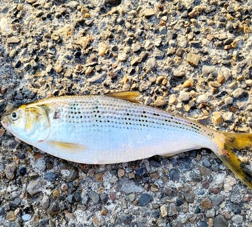 コノシロの釣果