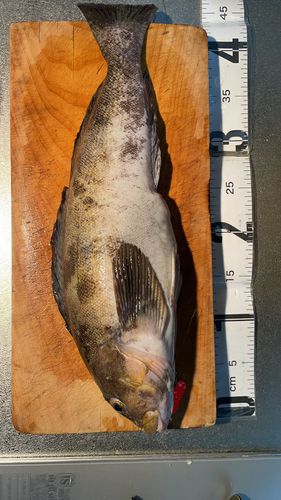 アイナメの釣果