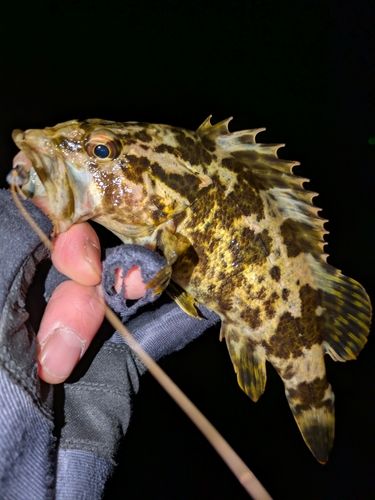 タケノコメバルの釣果