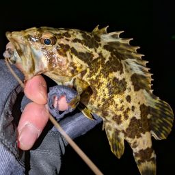 タケノコメバル