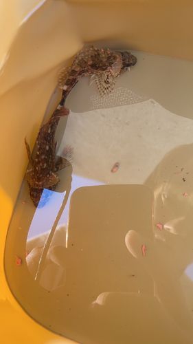 ウッカリカサゴの釣果