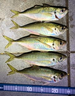 アジの釣果