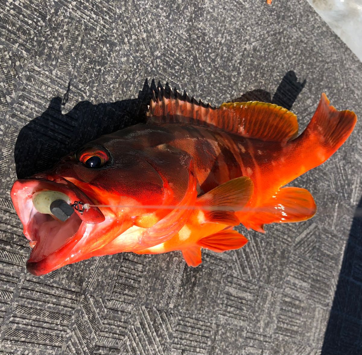 KENTO 船長さんの釣果 1枚目の画像