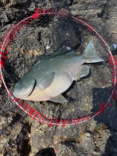 クチブトグレの釣果