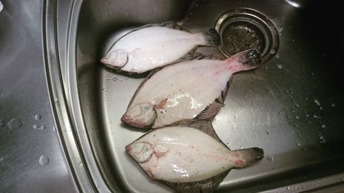 クロガシラガレイの釣果