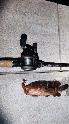 アコウの釣果
