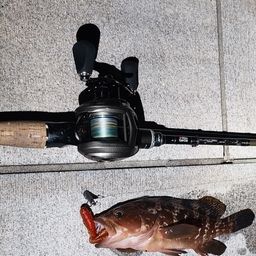 アコウ