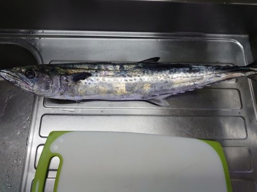 サゴシの釣果