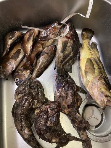 シマゾイの釣果