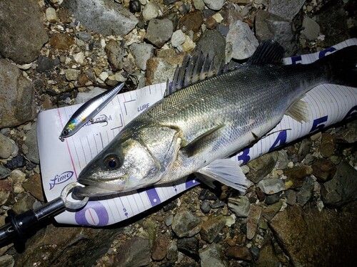 シーバスの釣果