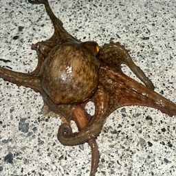 タコ