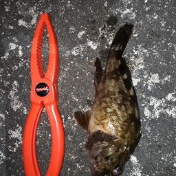 カサゴ