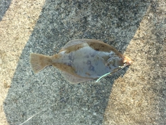 マコガレイの釣果