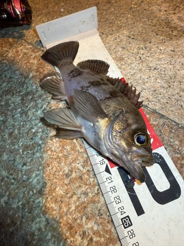 メバルの釣果
