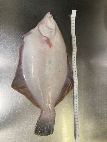 マコガレイの釣果