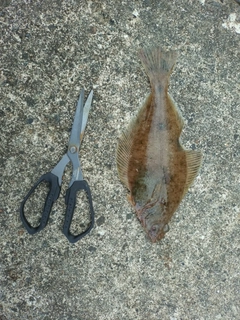 ムシガレイの釣果