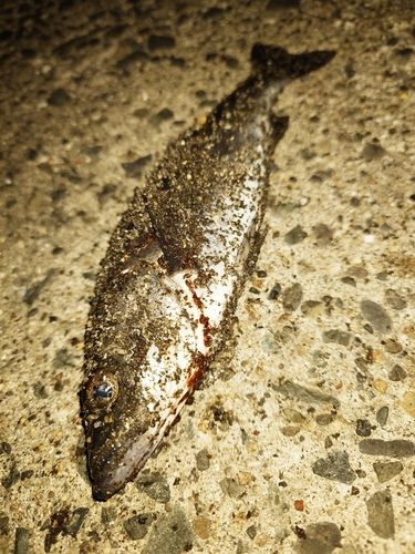 セイゴ（マルスズキ）の釣果