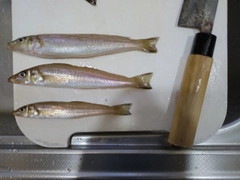 キスの釣果