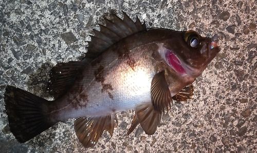 メバルの釣果