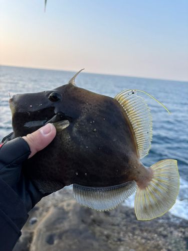 カワハギの釣果