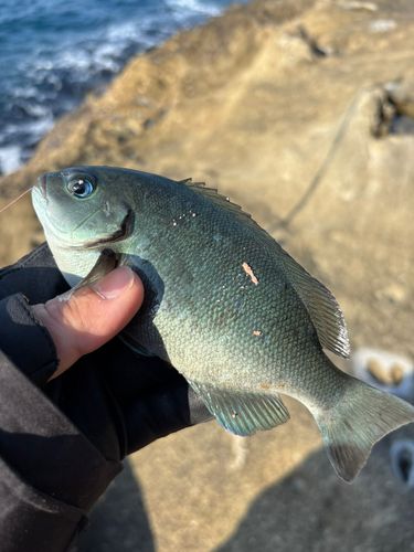 グレの釣果