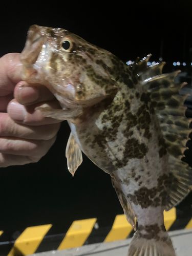 タケノコメバルの釣果