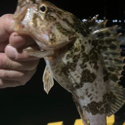 タケノコメバル