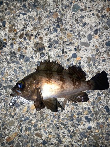 メバルの釣果