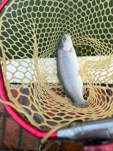 ニジマスの釣果