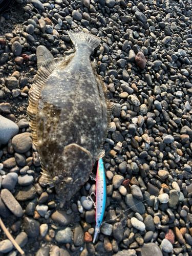 ヒラメの釣果