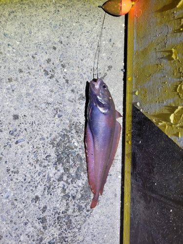 エゾイソアイナメの釣果