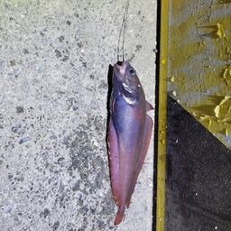 エゾイソアイナメ