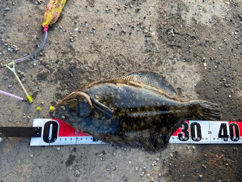 クロガシラガレイの釣果