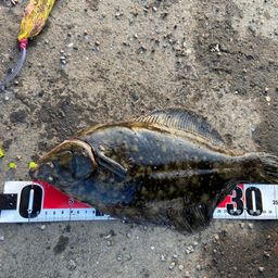クロガシラガレイ