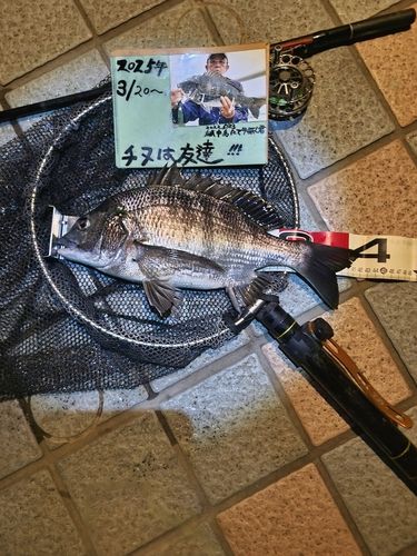 チヌの釣果