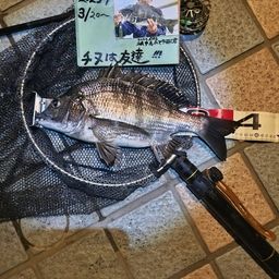 チヌ