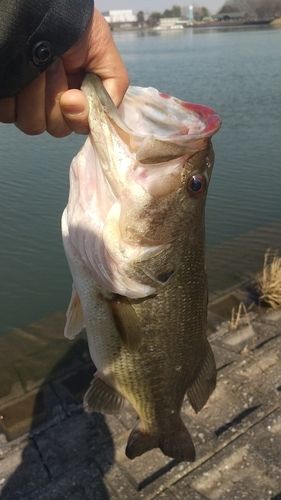 ラージマウスバスの釣果
