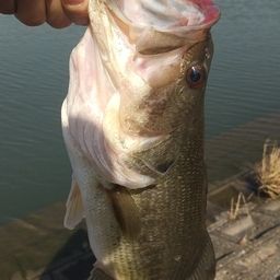 ラージマウスバス