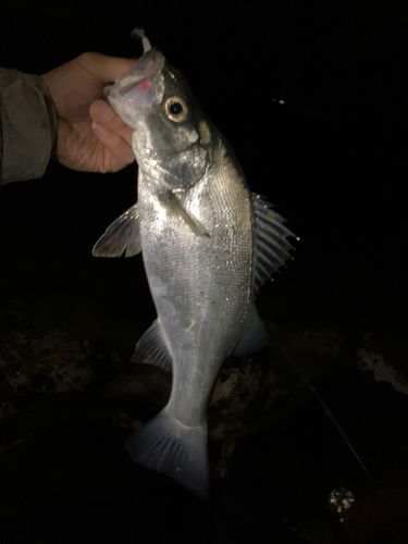 フッコ（ヒラスズキ）の釣果