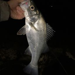 フッコ（ヒラスズキ）