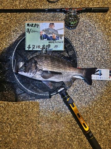 チヌの釣果