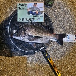 チヌ