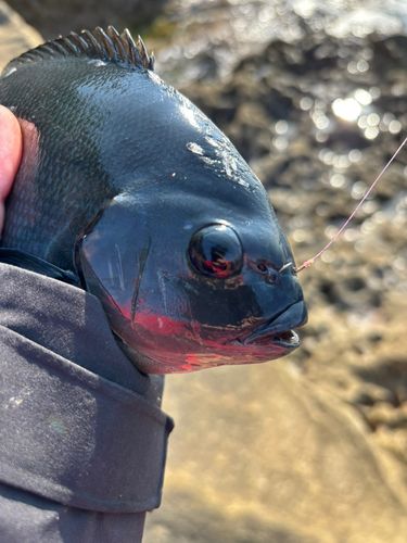 グレの釣果