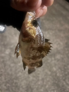 メバルの釣果
